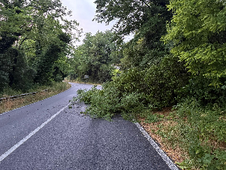 Maltempo: oltre trenta interventi della Provincia per strade e piante cadute